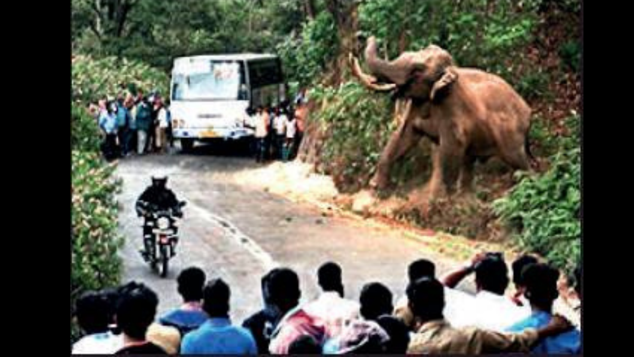 Kerala: 40 killed in wild elephant attacks in 11 years in Idukki | Kochi  News - Times of India
