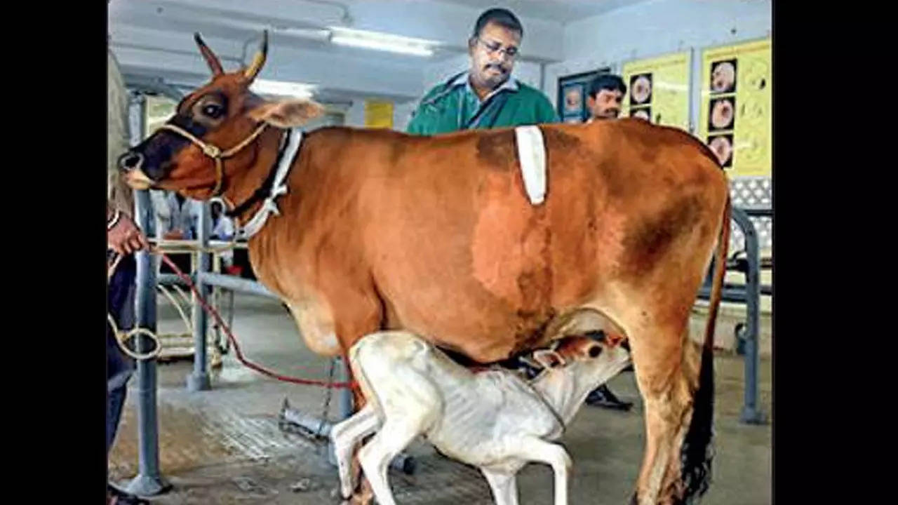 Applications up 20% for Tanuvas veterinary science courses this year |  Chennai News - Times of India