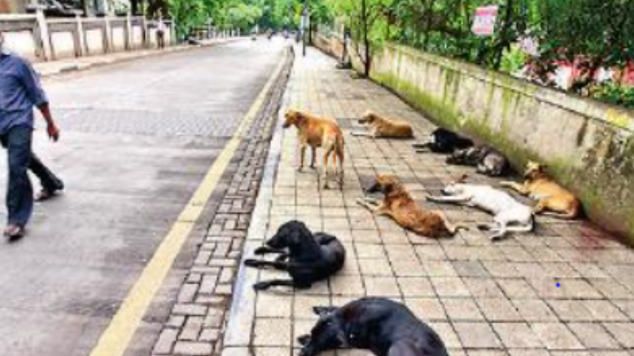 Pune civic body steps up to check stray dog population | Pune News - Times of India Pune civic body steps up to check stray dog population | Pune News - Times of India