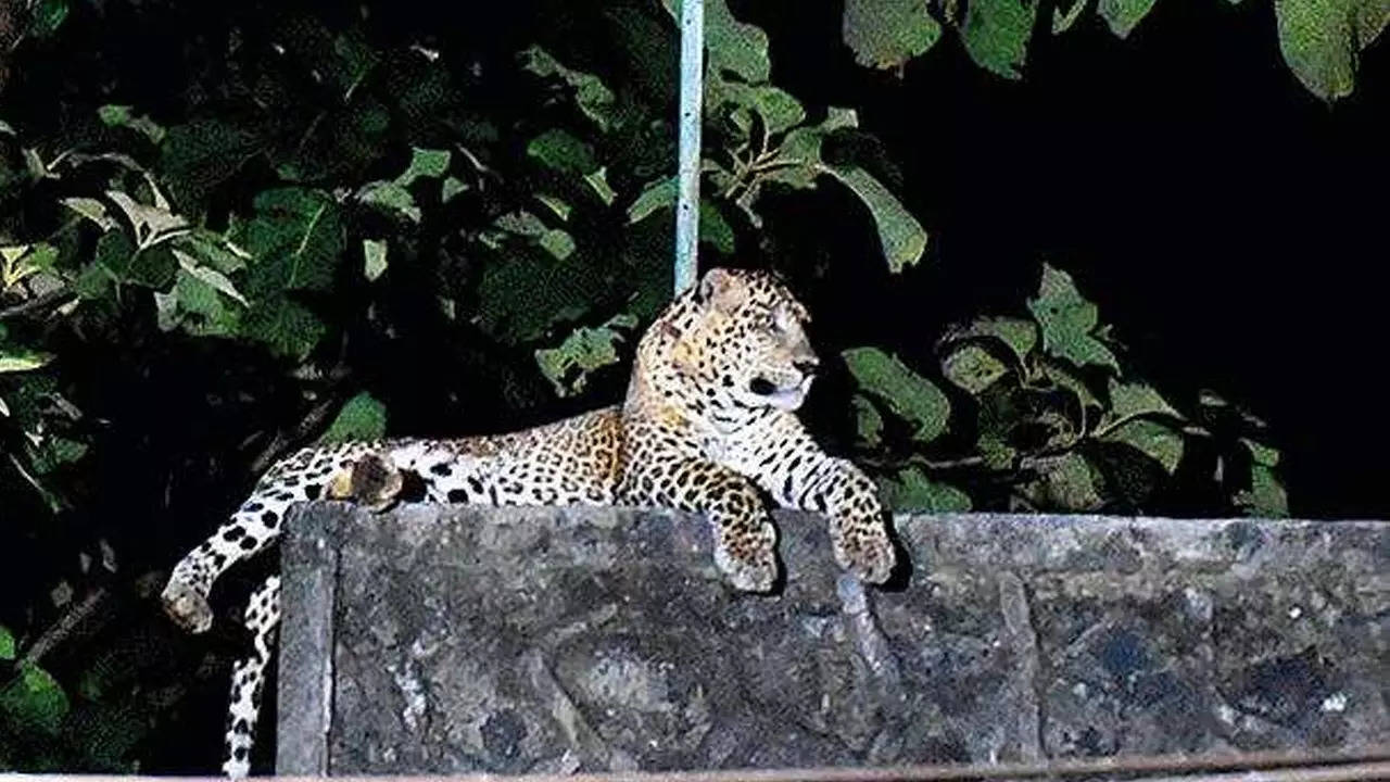 This leopard had been sighted at Rishivan Nagar in Borivli