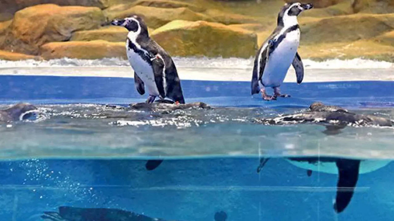Two for joy: Two penguin chicks were born while the zoo was shut. One is still a chick, but the other one born in May is out and about and has been named Oreo. Another novelty would be the two Royal Bengal tigers brought from Aurangabad just before the national lockdown started last year
