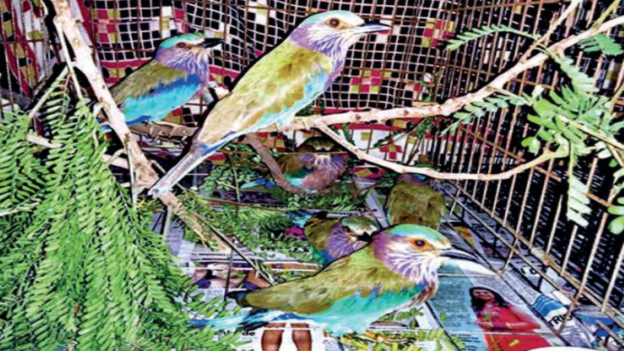 Telangana: Dasara tradition clips wings of state bird Palapitta ...