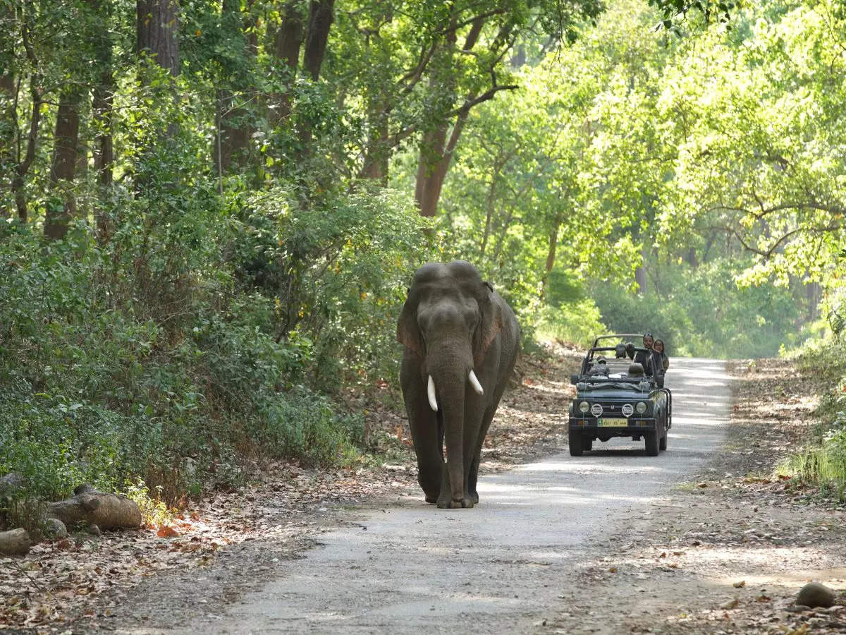 Corbett’s Bijrani zone is now open for night stay and jungle safari