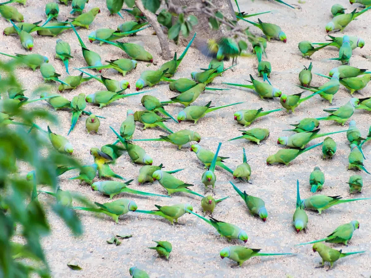 Parrot Island: A lesser-known paradise in Andaman and Nicobar Islands