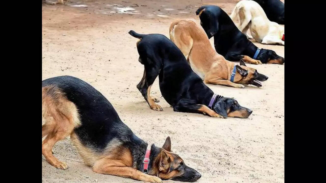 Can Shock Collar Kill Dog