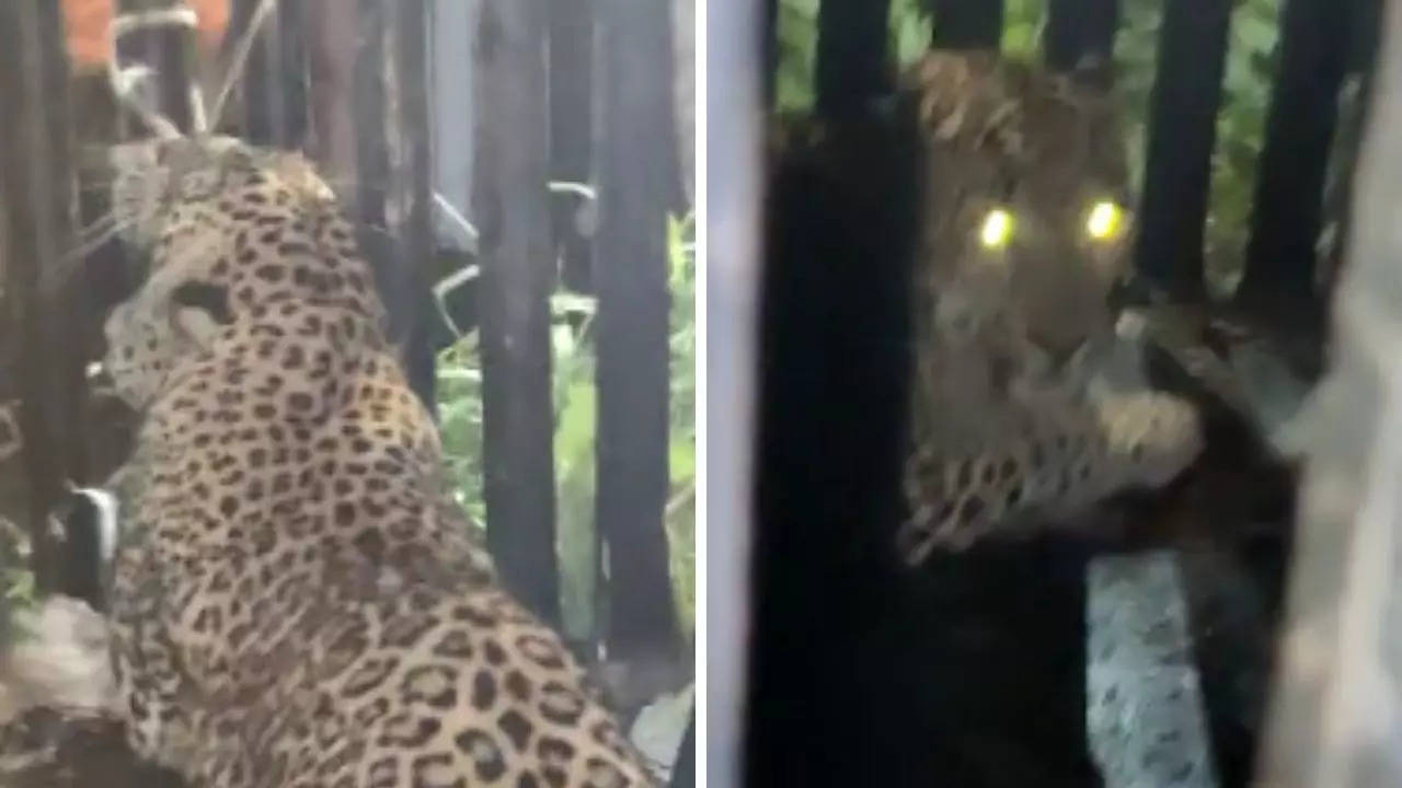 Leopardess named C 32 causes panic in Aarey Colony; caught | Mumbai News -  Times of India