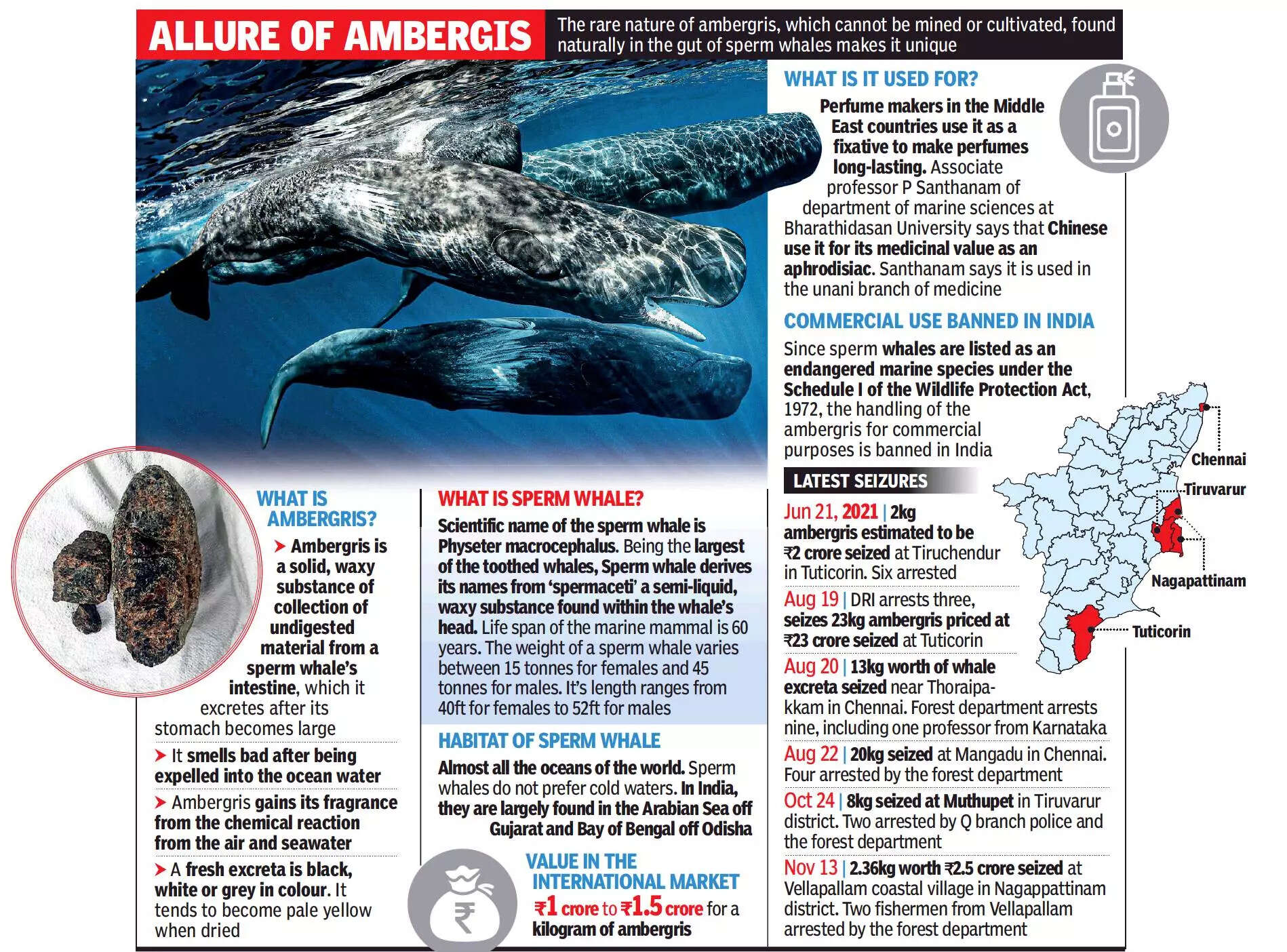 Tamil Nadu: Why smugglers are after excreta of sperm whales | Chennai News - Times of India Tamil Nadu: Why smugglers are after excreta of sperm whales | Chennai News - Times of India