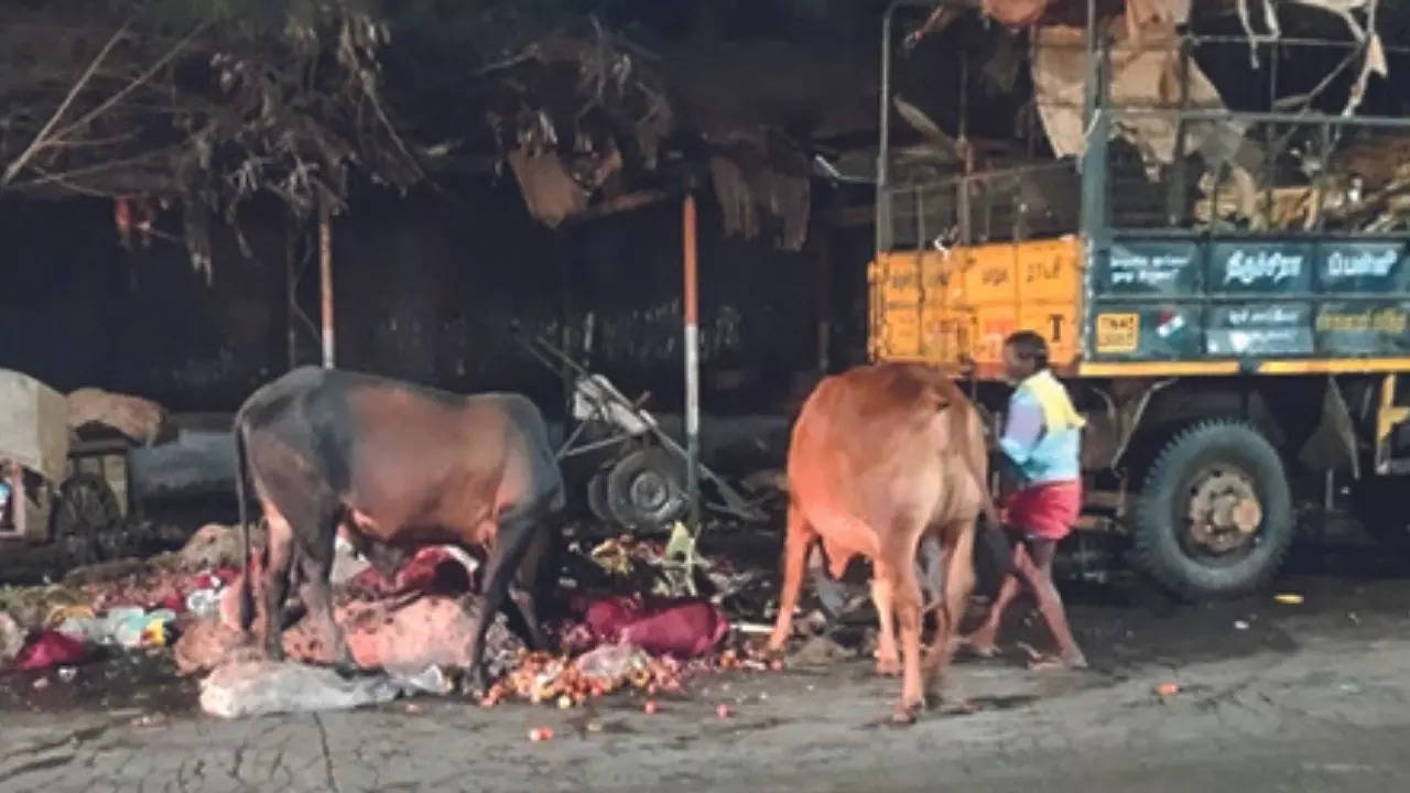 Corporation workers seizing stray cattle