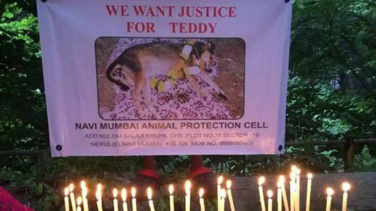 Several animal lovers had also taken out a rally to demand "Justice For Teddy'' in 2015, while also holding a candlelight vigil for the mute victim.
