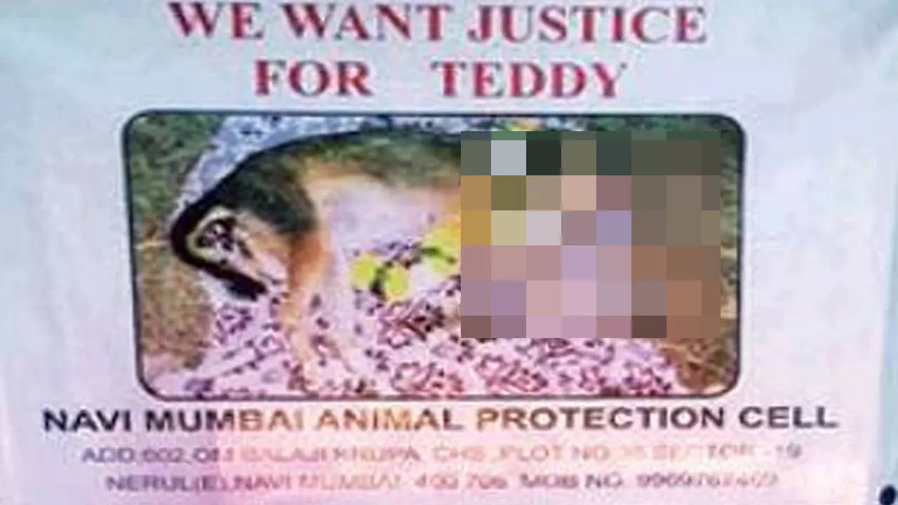 Several animal lovers had taken out a rally to demand ‘Justice For Teddy’ in 2015 and had also held a candlelight vigil for the mute victims.