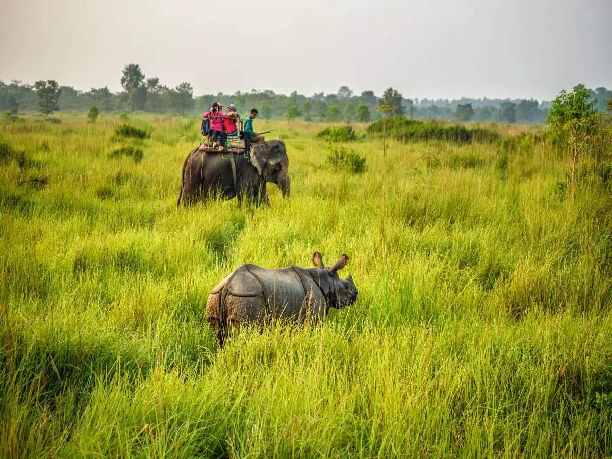 Jungle safaris in India for the new year