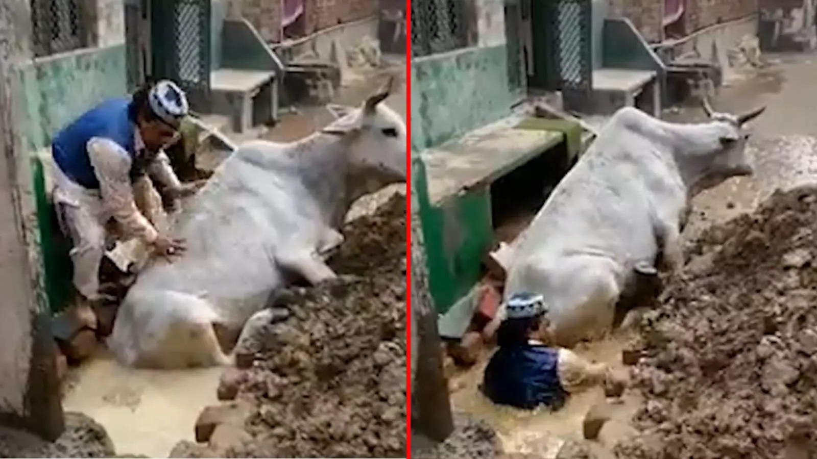 Muslim man enters ditch to save cow, video goes viral