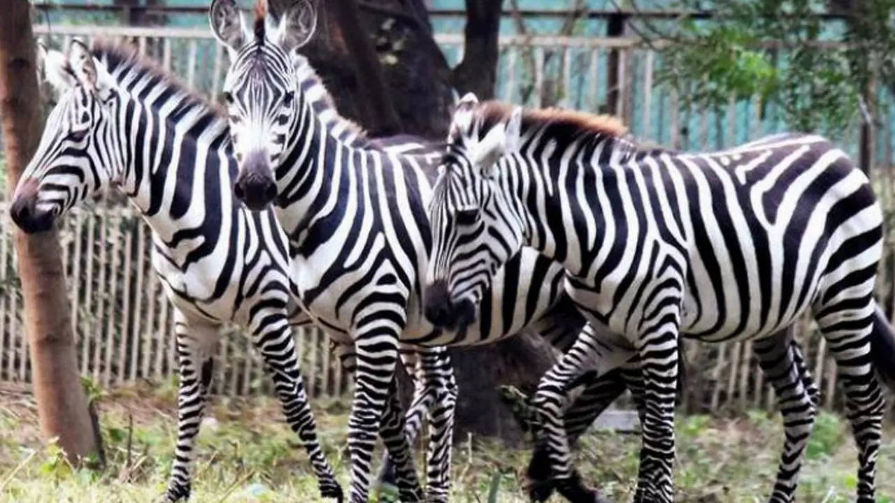 Three zebras were brought from Israel to Lucknow Zoo on November 25, one died on Saturday