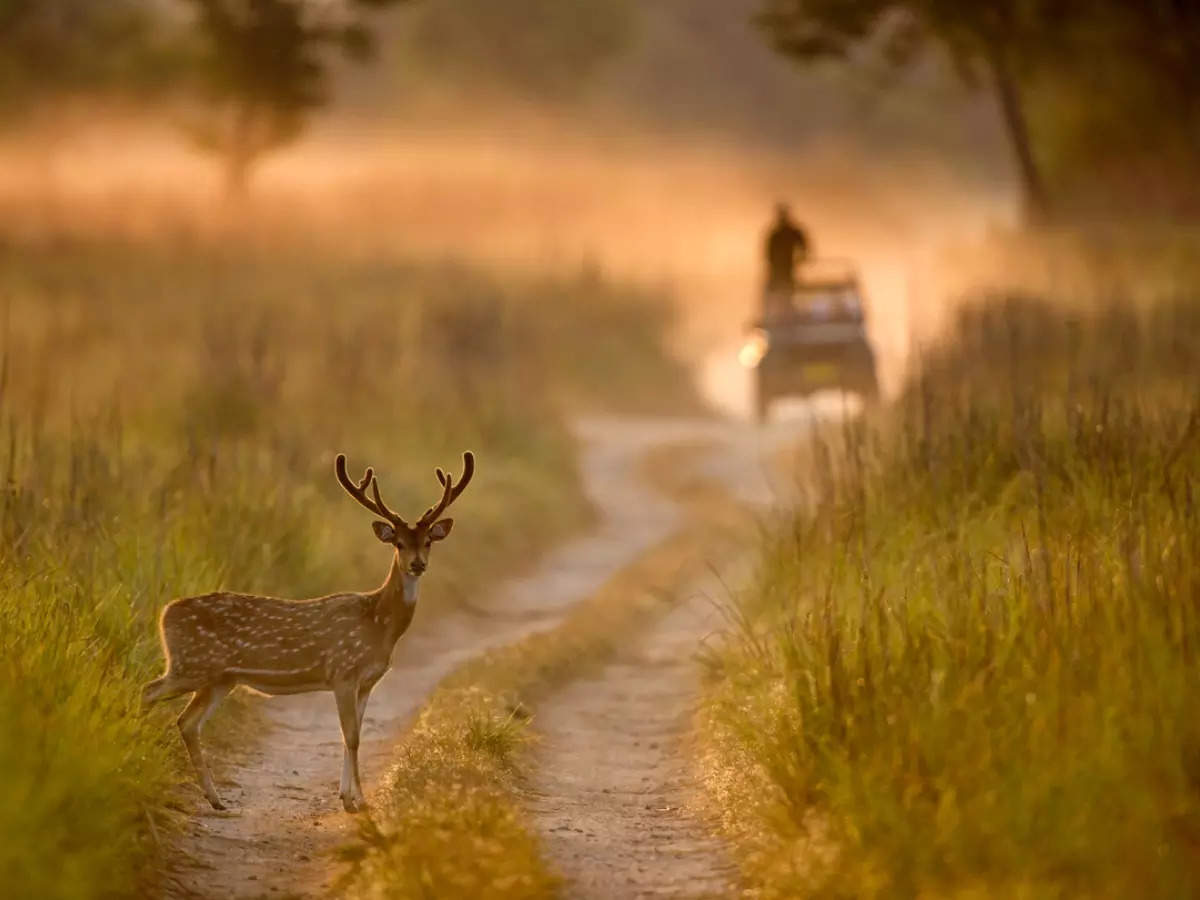 India's most famous national parks that you must visit