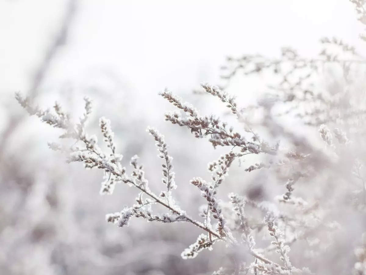 Winter Quotes: Ten beautiful quotes to begin your winter with