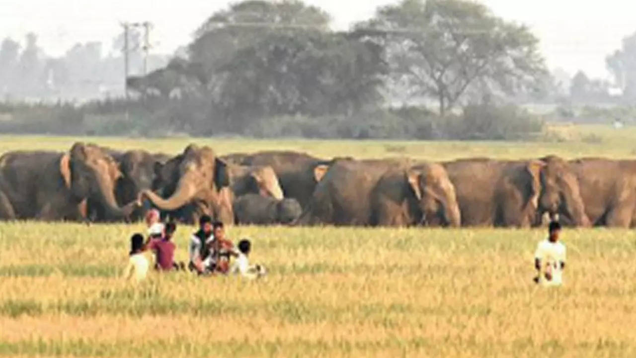 In the last few months, there has been a rise in the movement of elephants in Subrahmanya, Uppinangady and Belthangady areas of Dakshina Kannada district. 