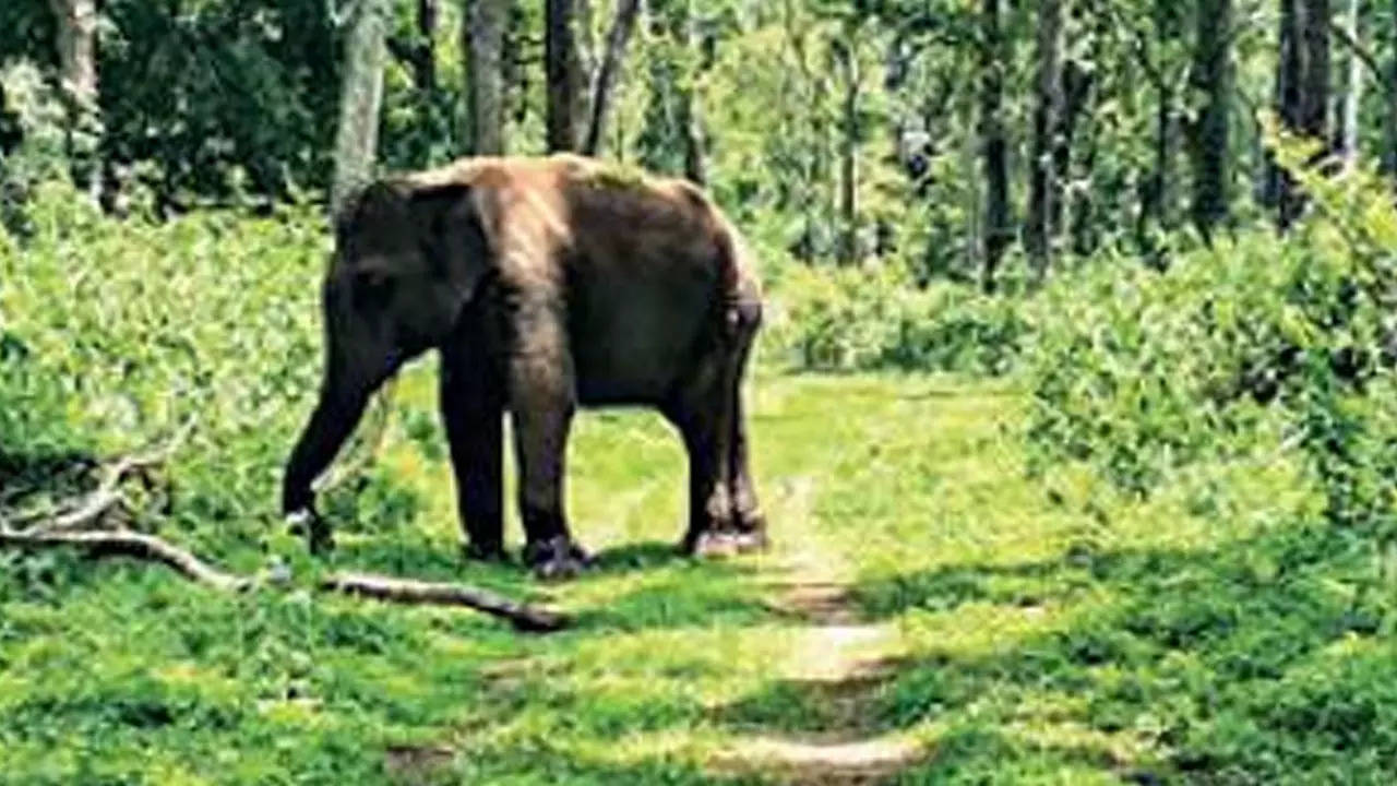 Kusha was captured in 2016 by the Kodagu forest department from Chettalli along with another tusker named Luv at Batekadu in Virajpet taluk and trained at Dubare. 