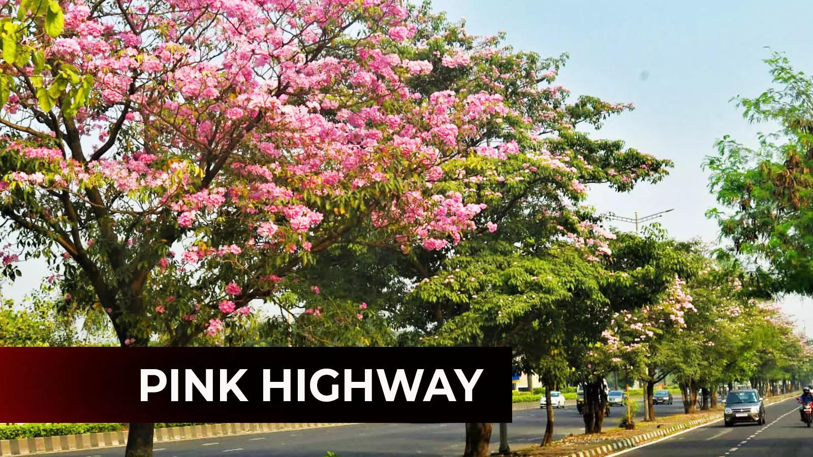 Pink Tabebuia rosea trees in full bloom at the onset of winter on the  Eastern express highway in Mumbai