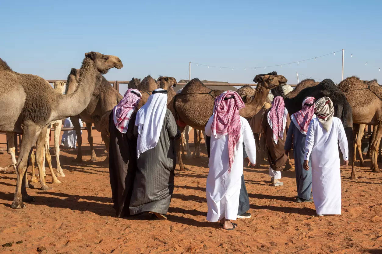 A camel beauty pageant? It happens only in Abu Dhabi