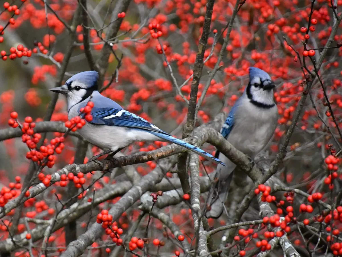 India's favourite birding holidays this winter