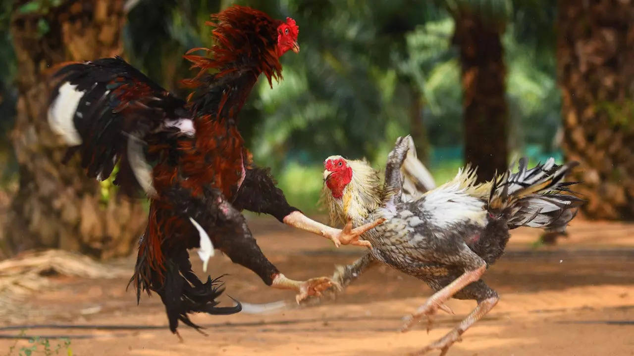 Andhra Pradesh: Techies log into cockfight ring, raise roosters for  Sankranti | Vijayawada News - Times of India