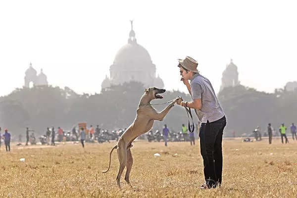 what health problems do mudhol hound have