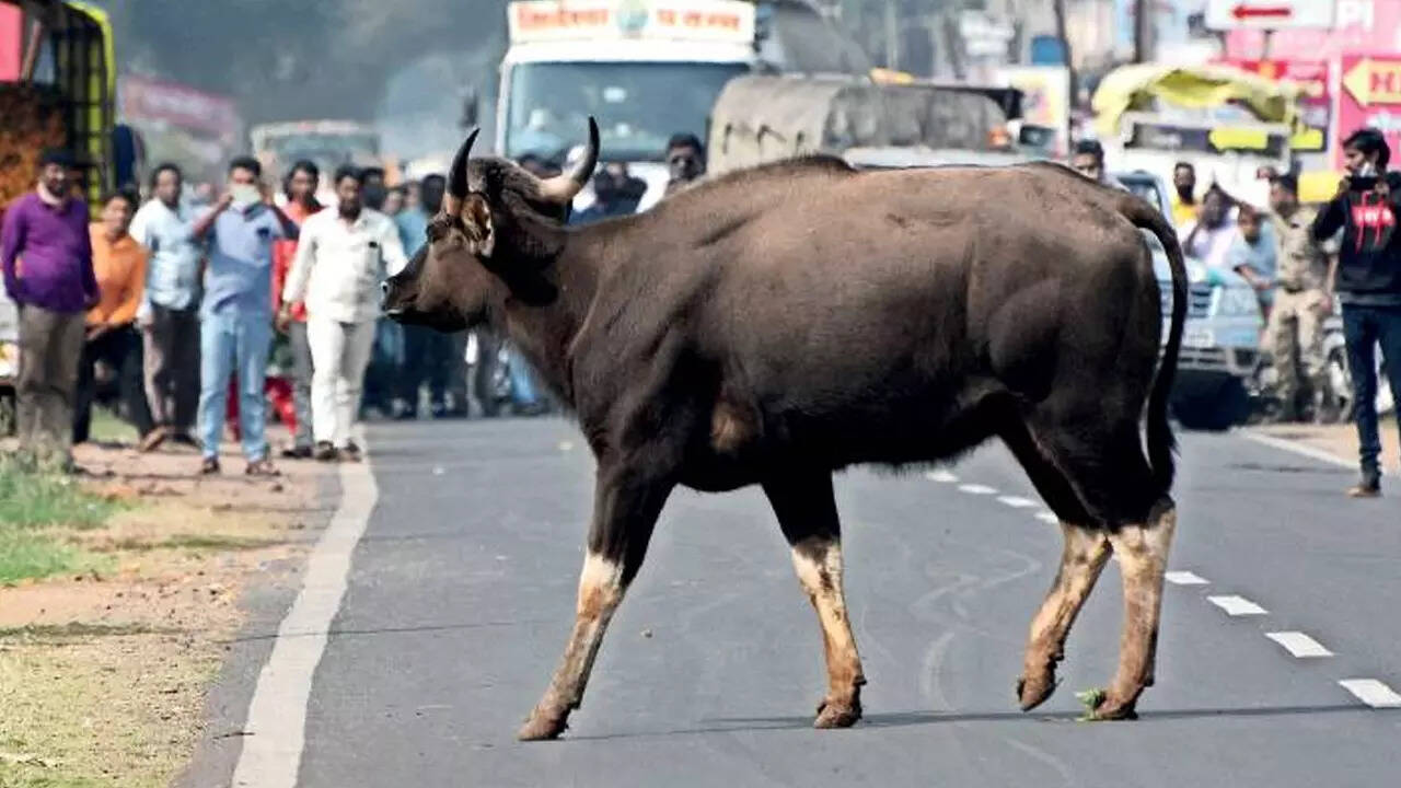 Kolhapur: As bison count rises, more animals stray near cities, say experts | Kolhapur News - Times of India Kolhapur: As bison count rises, more animals stray near cities, say experts | Kolhapur News - Times of India