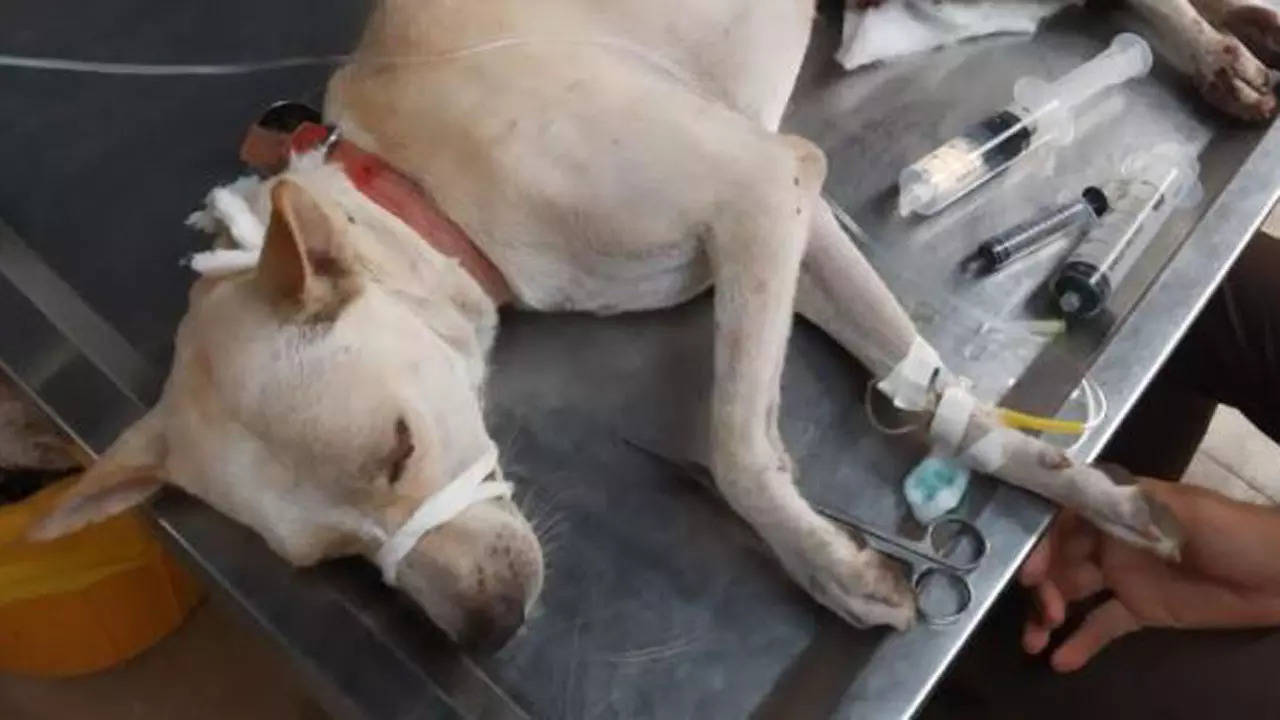Mumbai: Dog's penis cut off in Andheri; cops told to lodge offence | Mumbai  News - Times of India
