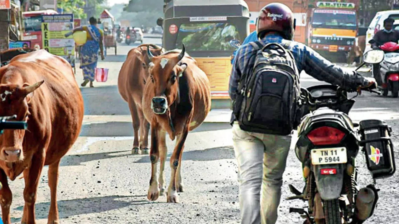 Cattle invade Chennai roads, civic body cares a moo | Chennai News - Times  of India