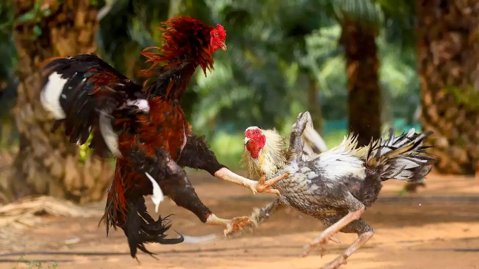 Andhra techies log in to rooster breeding as a career switch | India News -  Times of India
