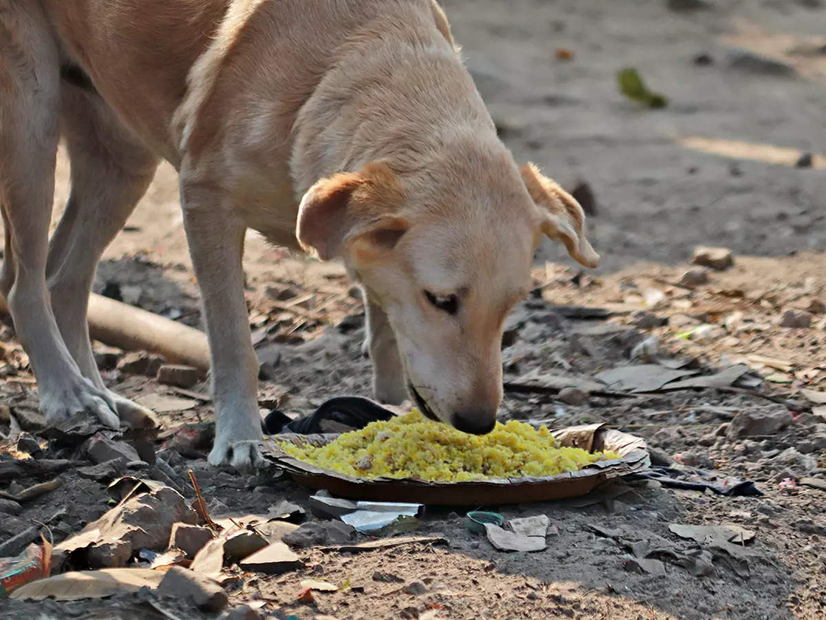 An initiative to help street dogs this winter - Times of India