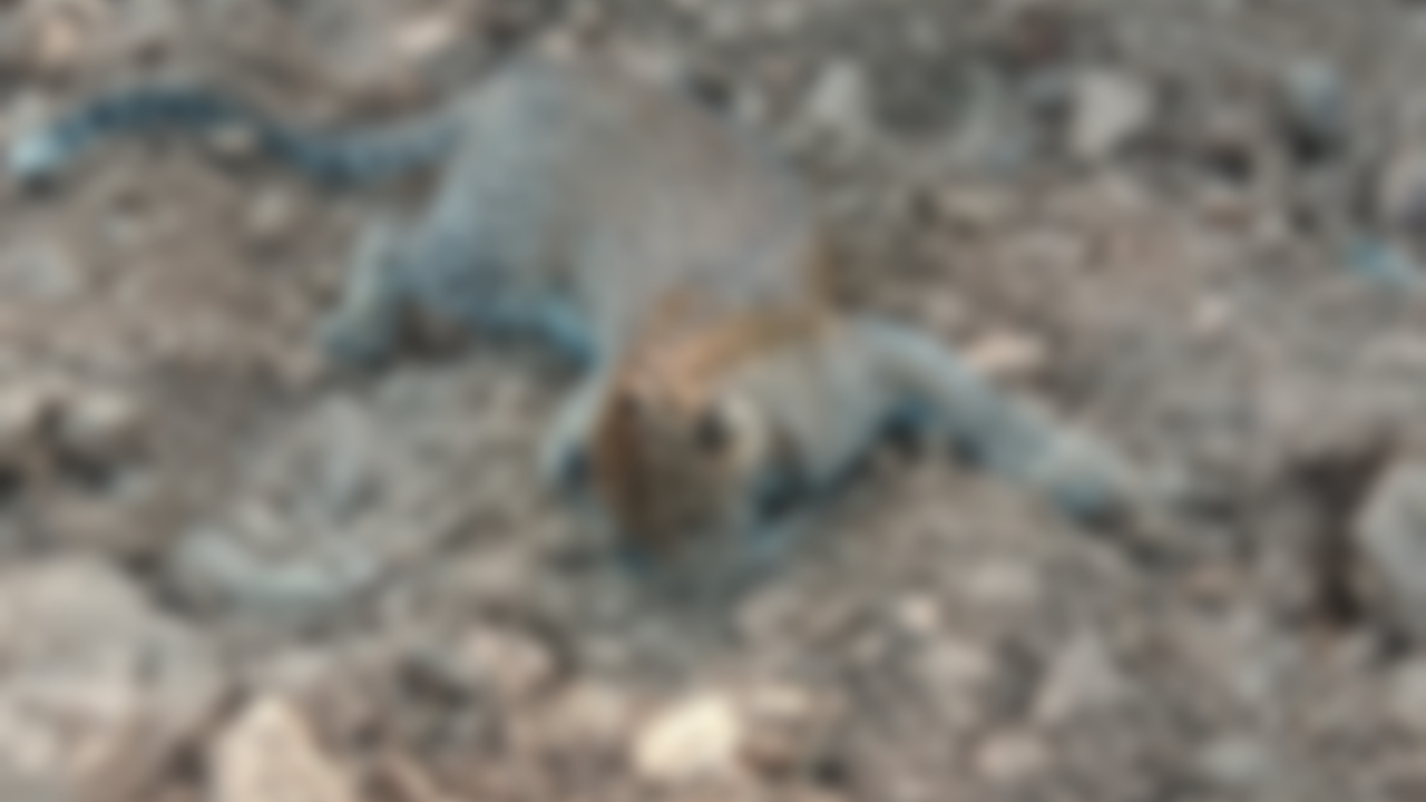 3-yr-old Male Leopard Found Dead On Ghodbunder Road | Thane News - Times of India 3-yr-old Male Leopard Found Dead On Ghodbunder Road | Thane News - Times of India