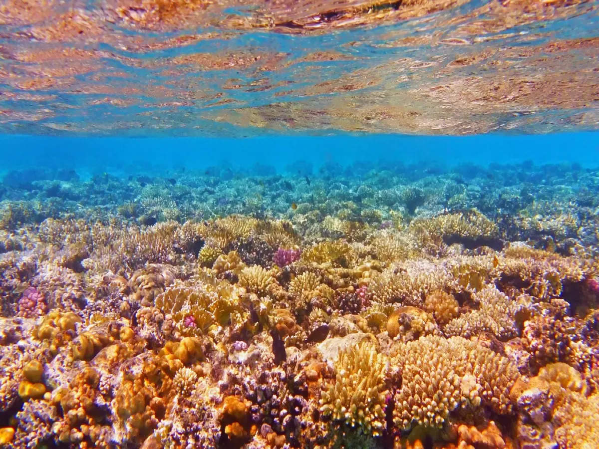 Billion-dollar grant announced by the Australian govt. to protect Great Barrier Reef