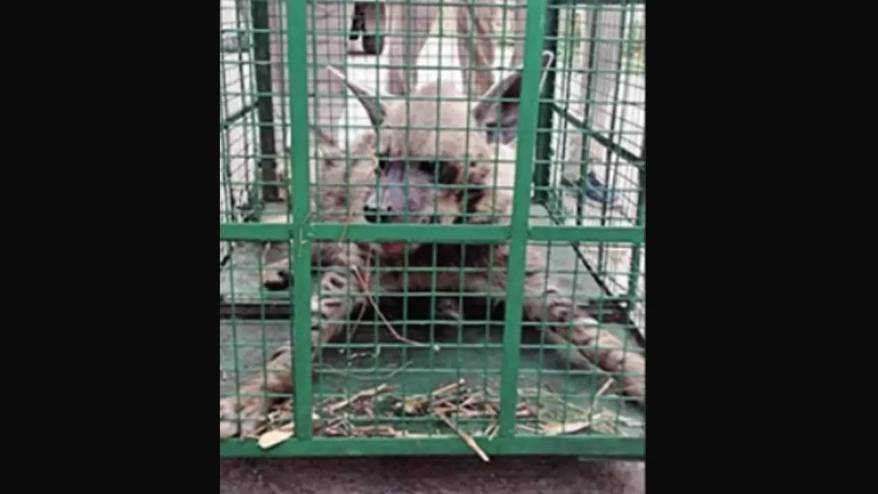 Forest Department Rescues Hyena From Dewas Tekri | Indore News - Times of  India