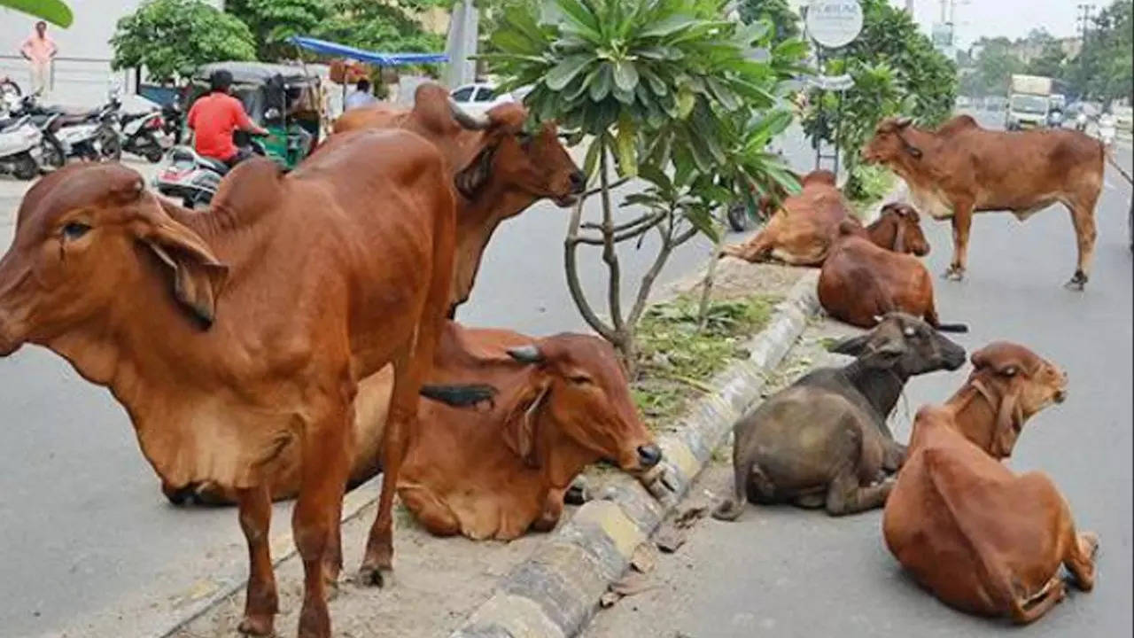 The PIL also urges directions be issued to the civic authorities to provide the Cattle Nuisance Control Department’s (CNCD) service round-the-clock so that cattle are not seen on the roads even at night