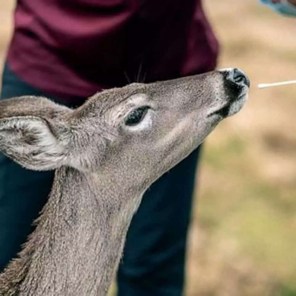saber toothed deer