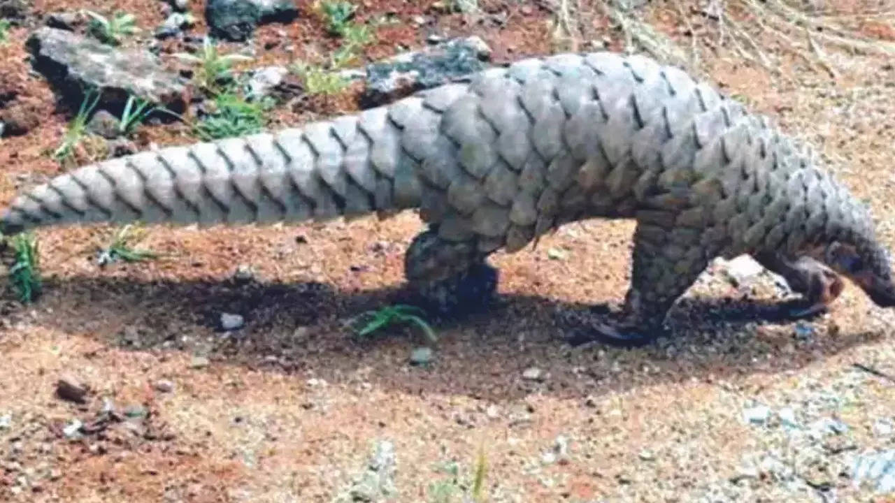 Where Did All The Pangolins Go? Myths & Superstitions Fuel Illegal Trade In  T, Ap | Hyderabad News - Times of India