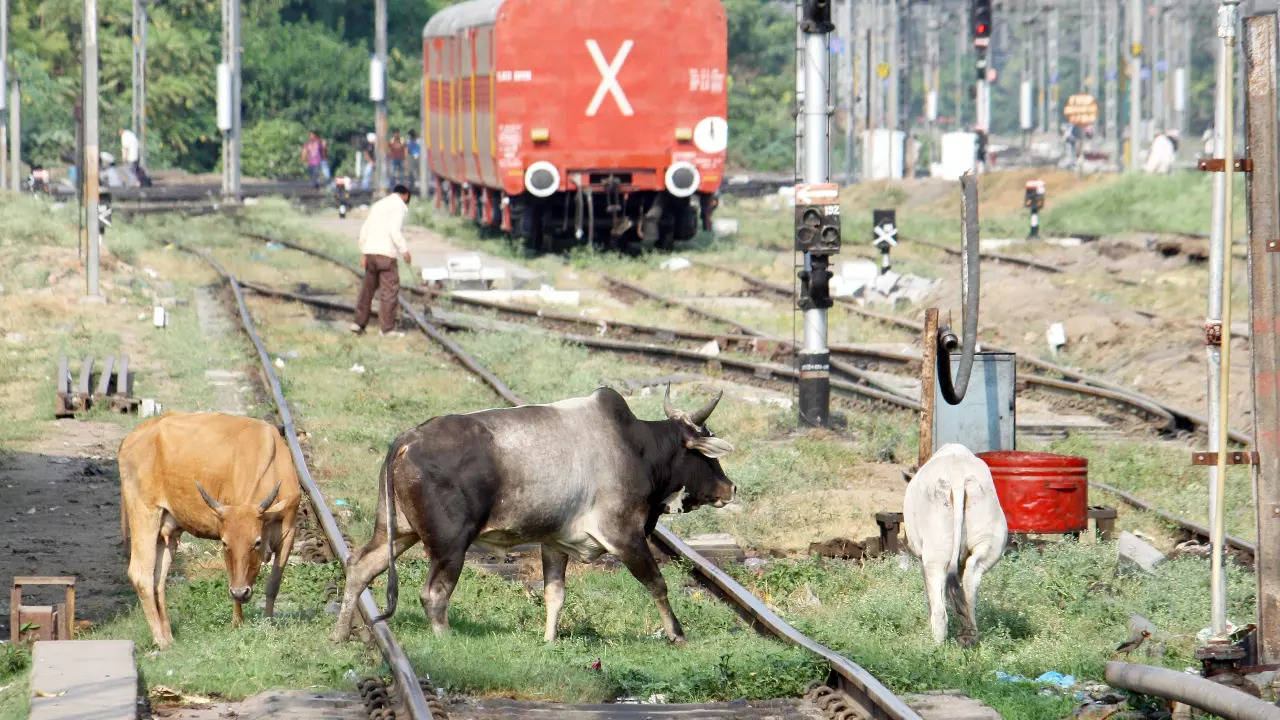 Stray cattle moving on the railway track