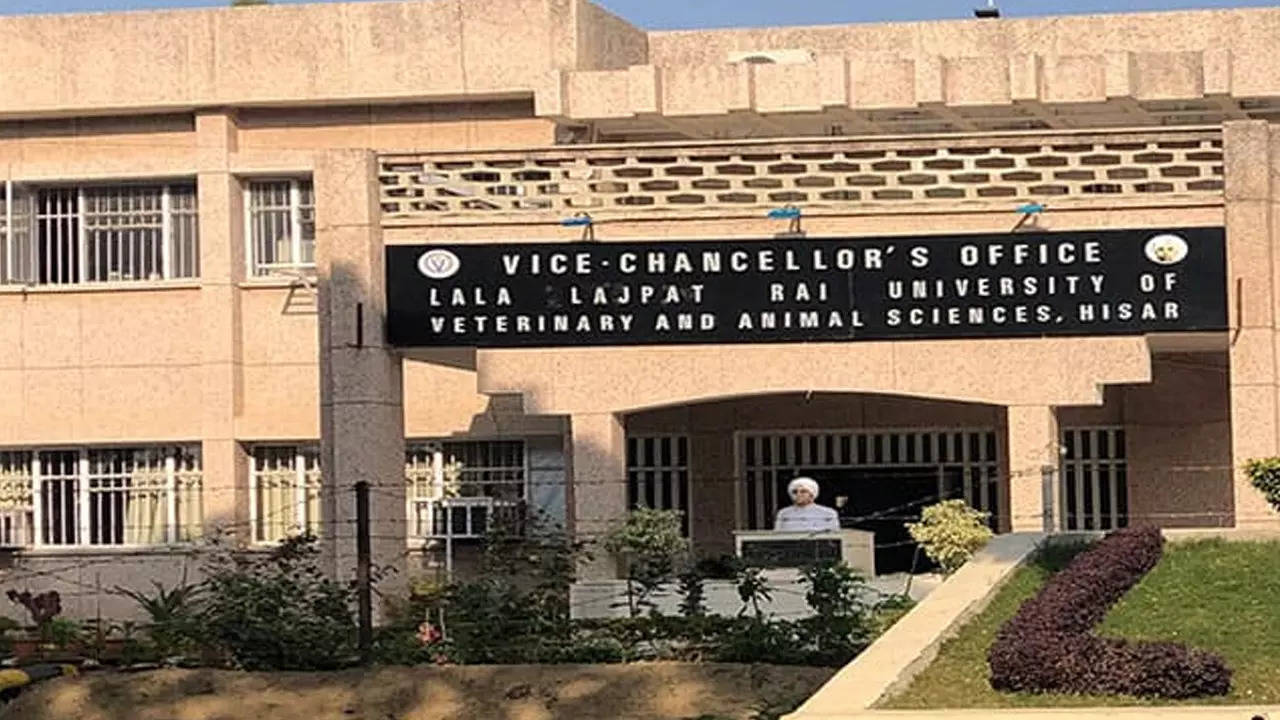 New Findings May Lead To A Legal Crisis In Haryana's Vet Varsity |  Chandigarh News - Times of India