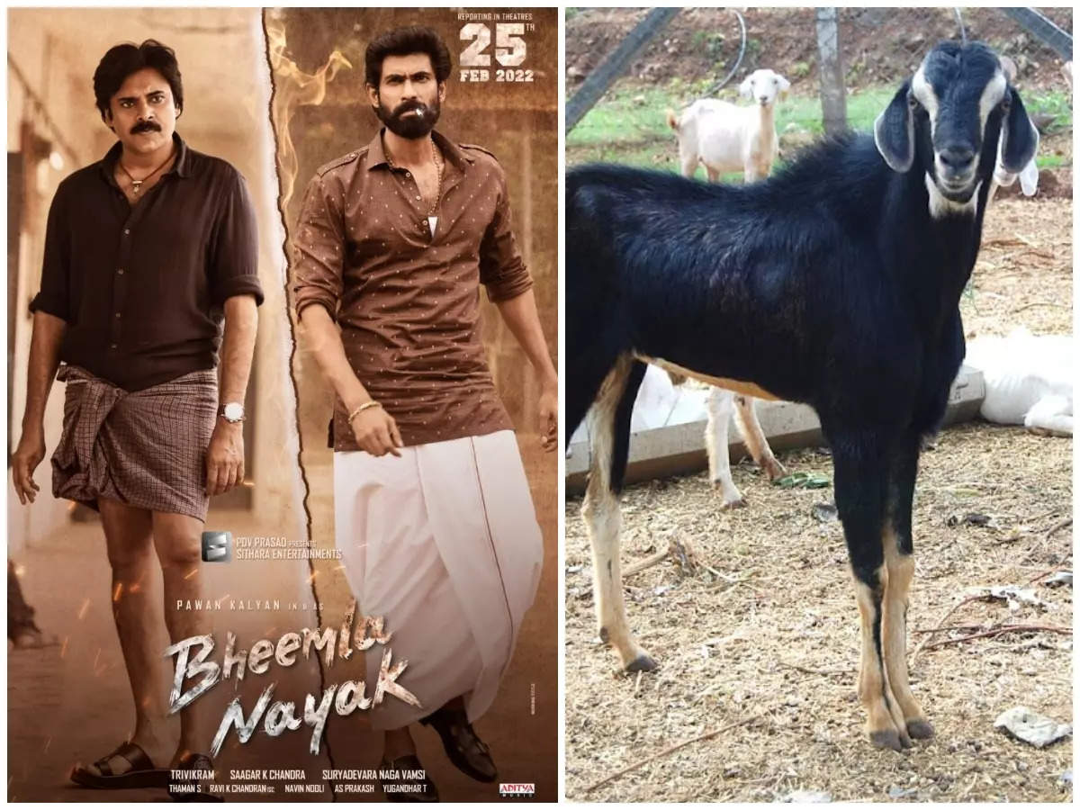 Movie buffs slay goat to celebrate &amp;#39;Bheemla Nayak&amp;#39; release, face PETA India ire | Telugu Movie News - Times of India