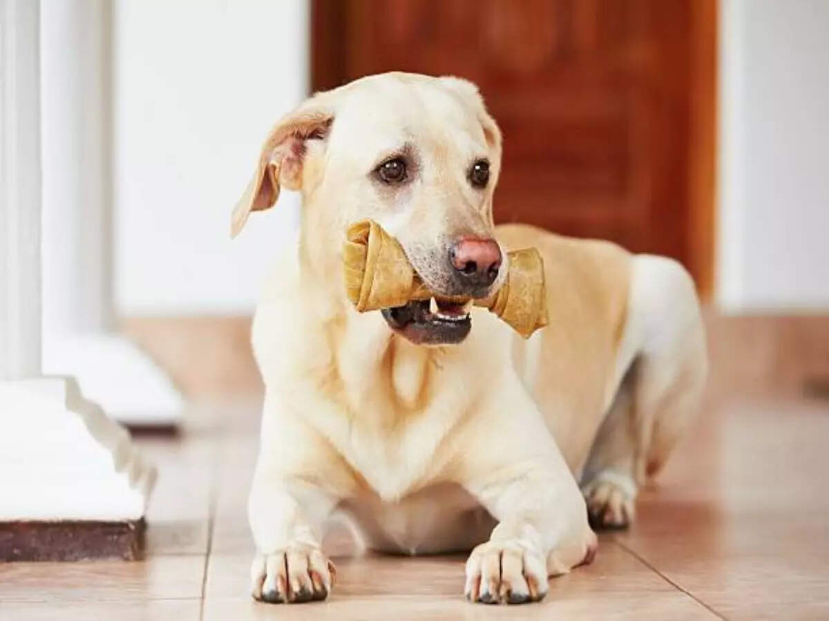dog has bad breath home remedies