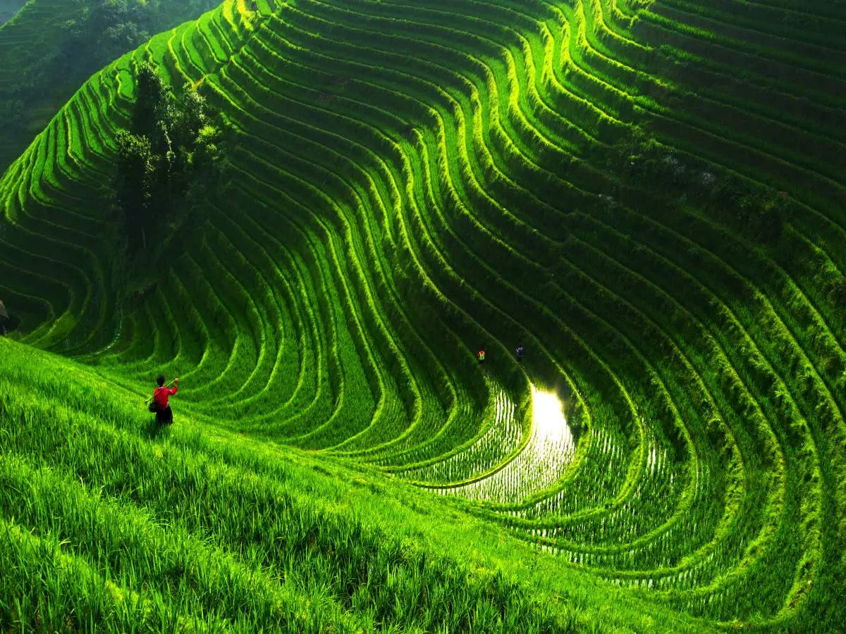 World’s most incredible rice terraces in pictures