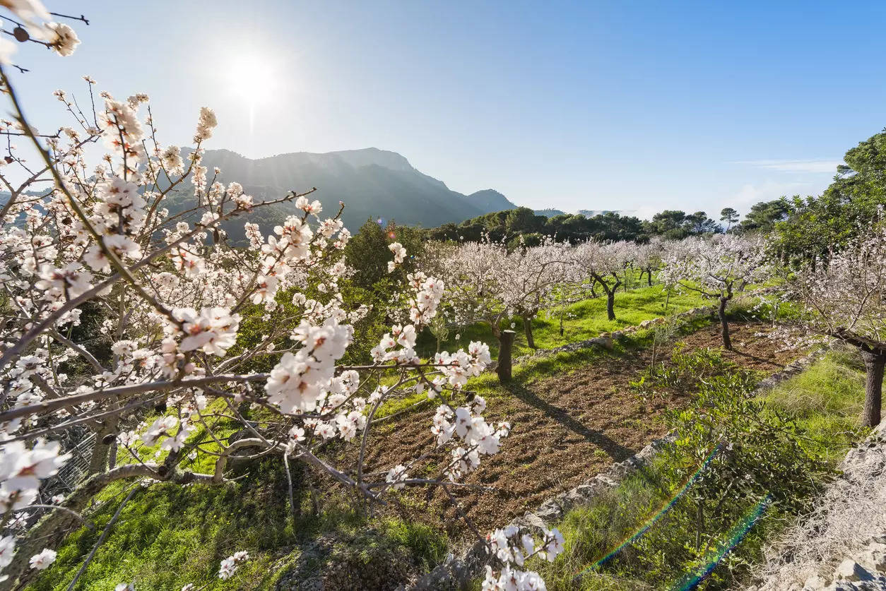 Kashmir’s almond blossoms in Badam Vaer garden attract tourists in Srinagar