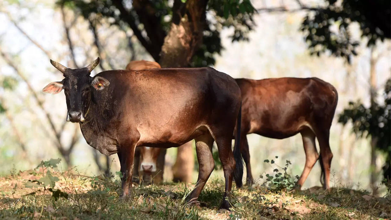 Ukraine conflict takes toll on Goa Dairy's cattle feed plant | Goa News -  Times of India