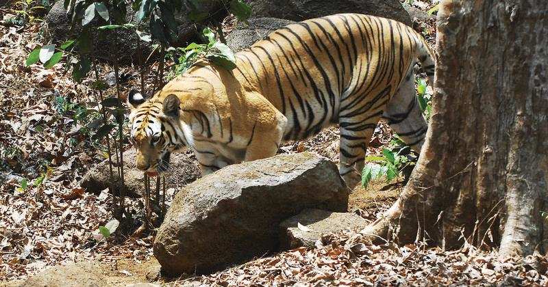 Bondla zoo likely to get a tiger soon | Goa News - Times of India