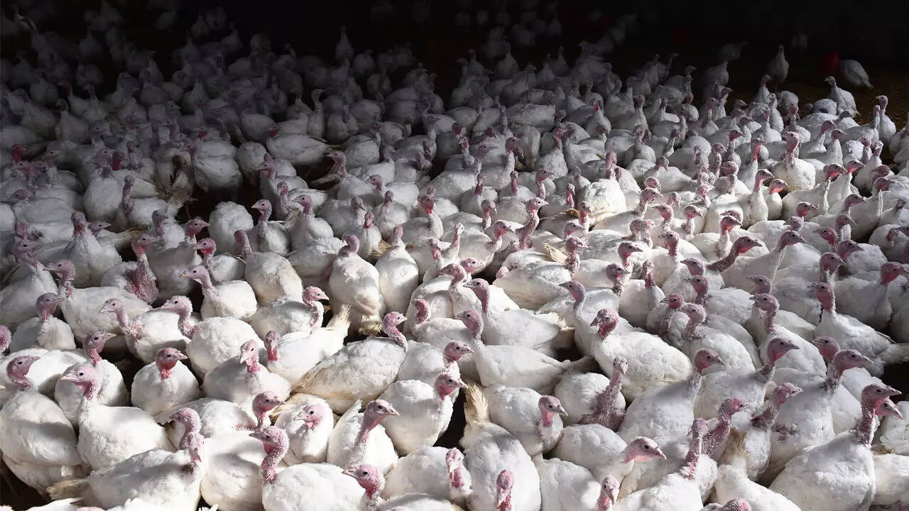 Goa: Poultry farms with over 5,000 birds need pollution clearance | Goa  News - Times of India