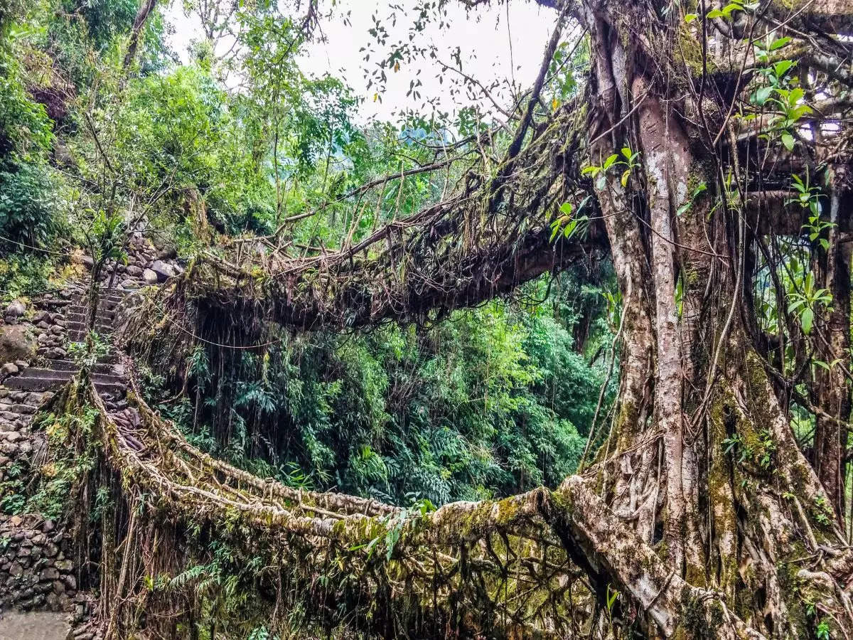 Meghalaya’s living root bridges included on tentative list of UNESCO’s World’s Heritage Sites