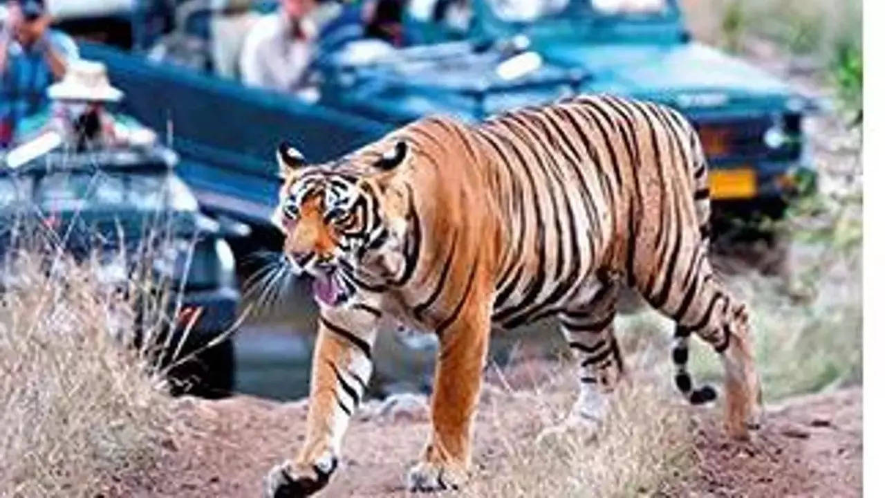 Andhra Pradesh: Tiger, leopards caught on trap cameras in national park |  Visakhapatnam News - Times of India