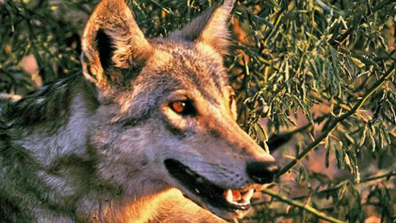 Wolves As Endangered As Tigers In India; Only  Left | Dehradun News -  Times of India