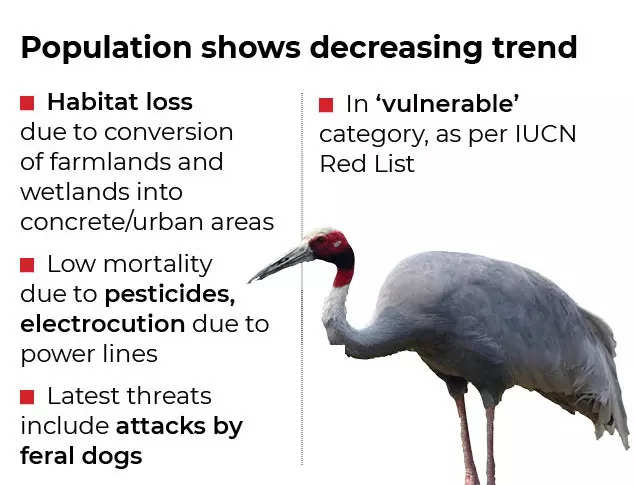 How climate change is altering world's tallest flying bird's social, eating  habits | India News - Times of India